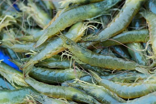 为洛浦慈菇投一票，支持番禺特色水产品养殖