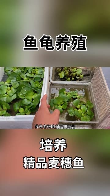 精品麦穗鱼养殖 开拓水宠市场的新机遇