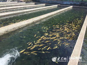 山东淄博市开展水产品抽检 保障养殖质量安全