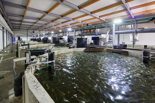 领跑新赛道 昕诺飞推动水产养殖照明的可持续发展