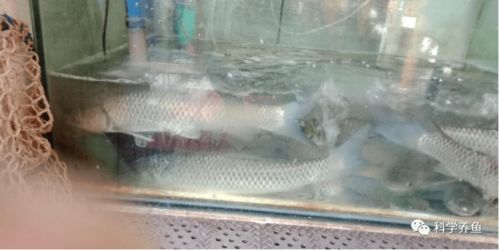 越养越瘦反而卖出3倍价 60元/公斤的鱼如何实现亩盈利超60万元