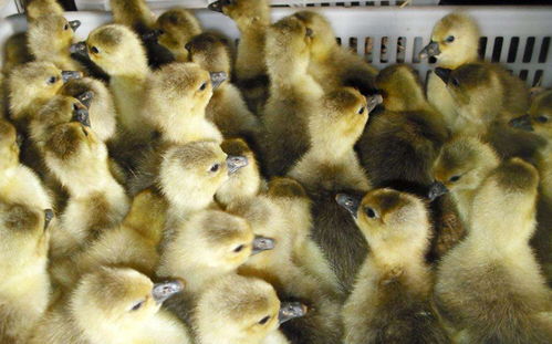 天津常年出售鹅苗技术及价格解析——以贵州丰腾鹅业为例