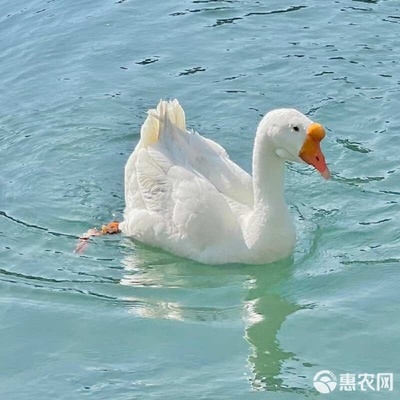 鹅苗与鸽苗品种全解析 从白鹅苗到脱温鹅苗的养殖选择