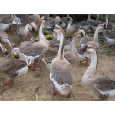 优质鹅苗源头直供，惠农网王斌厂家直销，助您养殖事业扬帆起航