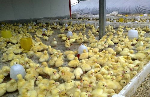 大美鹅亲授 鹅苗科学养殖方法与质量鉴别技巧