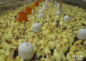 从鹅苗到成品鹅、猪苗的一站式养殖合作模式解析