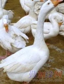 鹅苗市场行情分析及选购指南