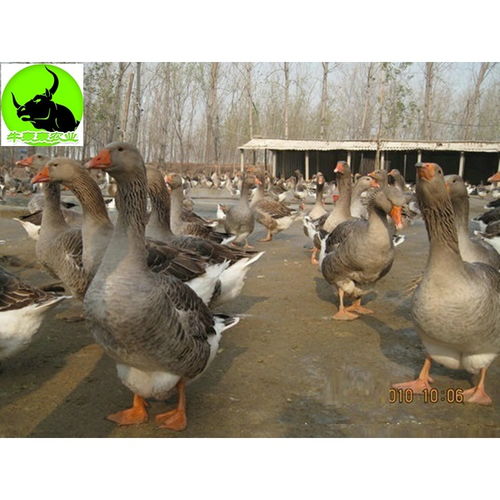 柳州四季鹅苗养殖 开启高效养鹅新篇章