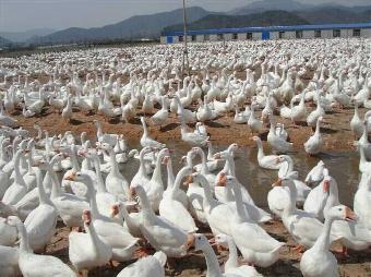 古县鹅苗孵化厂 专业孵化与批发，志趣网助力鹅苗产业发展