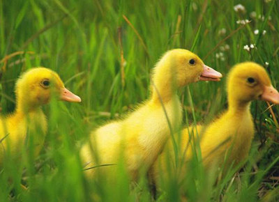 鹅苗与鸽苗 绿色通道政策理解冲突下的收费争议