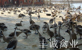 探秘优质马岗鹅苗 高清图片里的育雏精髓