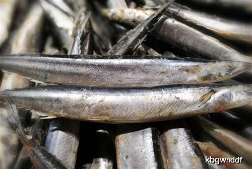 物美价廉的养殖鱼 实惠与营养的完美结合