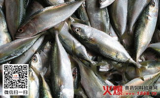 河南强化水产品安全监管 省水产局赴信阳开展专项检查