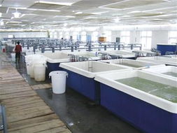 山东青岛成立首家水产种业公司，打造全国最大水产种业基地