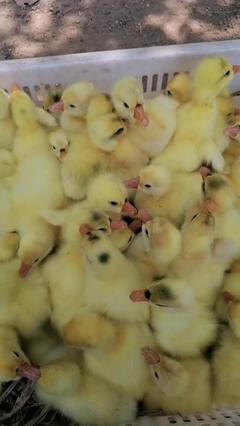 山东潍坊昌乐县三花鹅苗批发 优质选择与市场前景