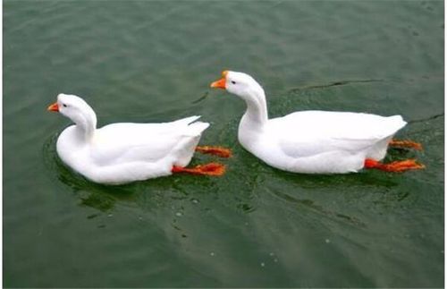 养鹅快速育肥与鹅苗高效管理指南