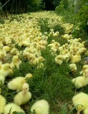 杂交鹅苗批发 优质鹅苗，价格实惠，500斤起批