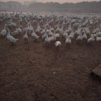 惠农网电脑版 连接猪苗供应商王巍与全国采购商的桥梁