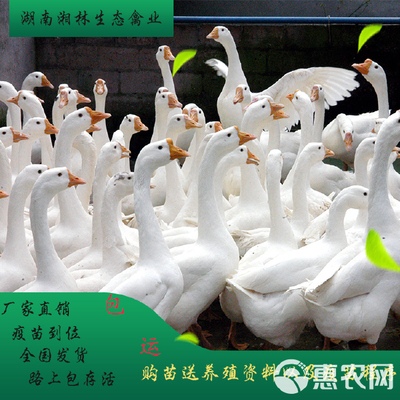 优质鹅苗鸭苗选购指南 大种灰鹅、麻鸭、江南蛋鸭活体苗，包打疫苗高成活率