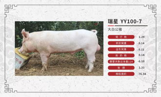 2019年7月17日全国猪价行情 肉猪持续上涨现分化，猪苗价格坚挺，鸽苗市场平稳