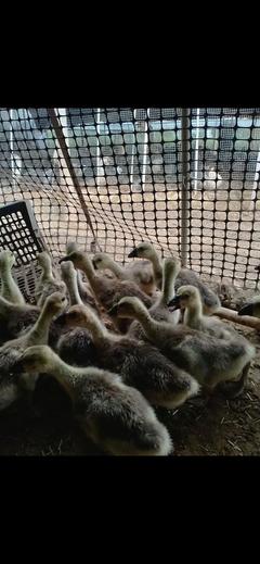 广州禽类苗种市场探析 狮头鹅苗与鸽苗的批发现状与前景